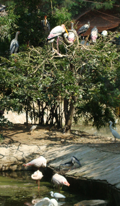 vandalur zoo near Celebrity resort Chennai