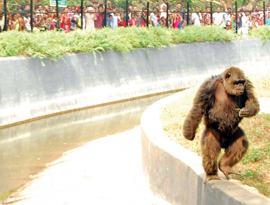 vandalur zoo near Celebrity resort Chennai